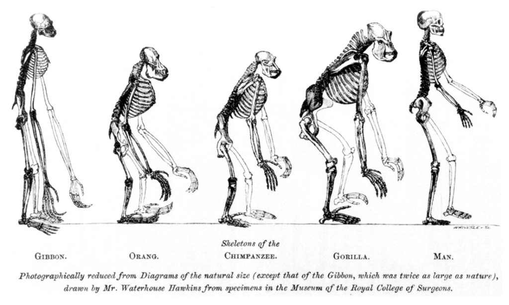 Illustration comparing the skeletons of various apes to that of man